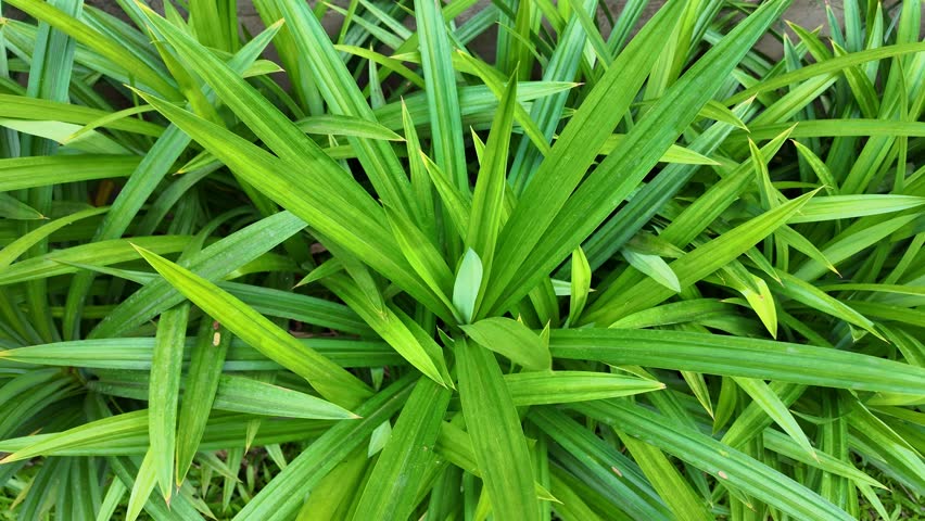Pandanus amaryllifolius herbal tree in the daytime garden. Pandanus odorus Ridl.
