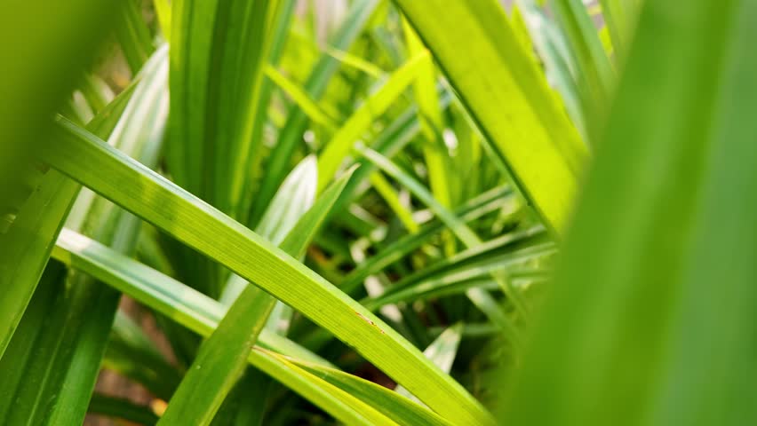 Pandanus amaryllifolius herbal tree in the daytime garden. Pandanus odorus Ridl.
