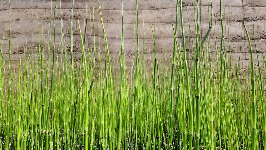 Equisetum hyemale, commonly known as rough horsetail, scouring rush, and in South Africa as snake grass in the green garden

