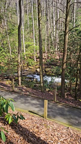 panning footage of the rushing waters of Smith Creek with rocks and lush green trees and plants at Anna Ruby Falls in Helen Georgia USA