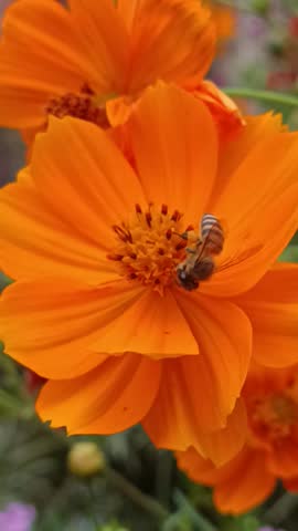 Cosmos sulphureus is a species of flowering plant in the sunflower family Asteraceae, also known as sulfur cosmos and yellow cosmos