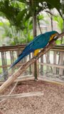 Blue and Yellow Macaw (Ara ararauna) Closeup in giant cage on branch video