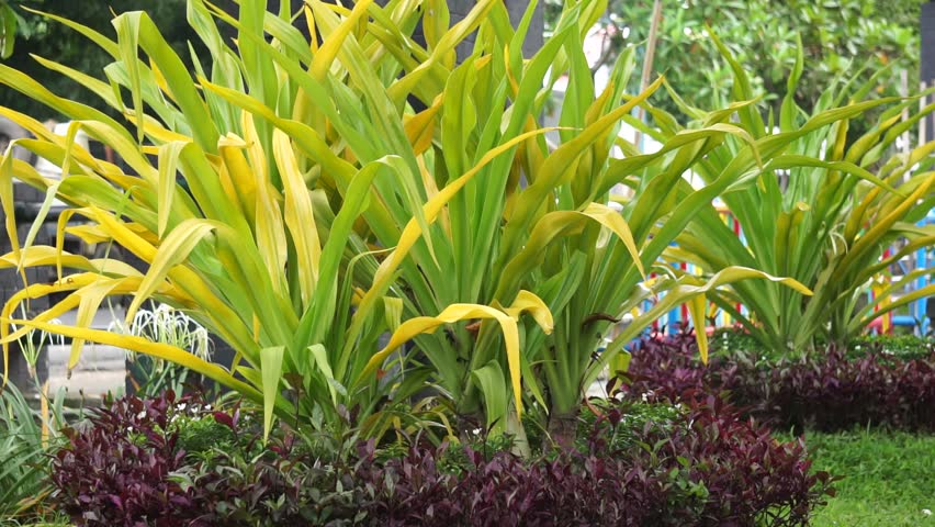 Crinum asiaticum (poison bulb, giant crinum lily, grand crinum lily, spider lily, Bulbine asiatica). The entire plant is toxic, especially the bulb, that can cause vomiting, abdominal pain, severe etc