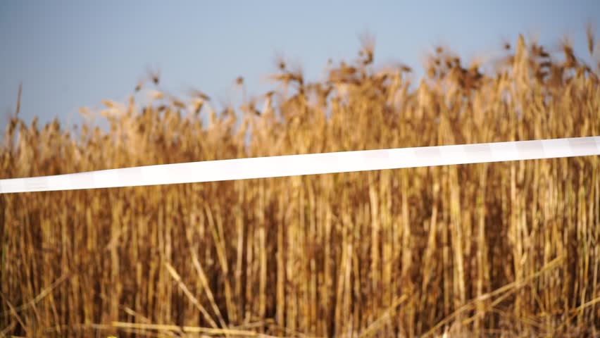 wheat field red and white warning tape swinging in the wind in front of a wheat field. Protection sign. Don't cross the line. Red White caution tape pole fencing is protects for No entry. Royalty-Free Stock Footage #3455817217