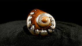 Pearly snail sea shell of Turbo sarmaticus South African turban on a black sand background HD