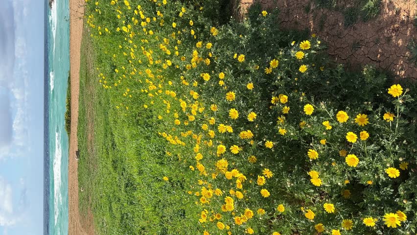Flowery landscape, grass and wild flowers near the sea, windy Cyprus. Vertical video