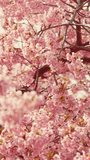 Cherry blossoms in full bloom in spring, Sakura flower, Nature or environment background, Vertical video for smartphone footage