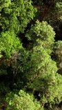 Nature background of woodland. Beautiful forest. Tall trees in wood. Green pine trees. Top aerial view. Vertical video.