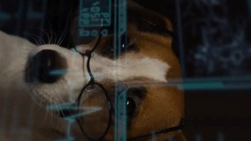 Jack Russell Terrier dog looks at a virtual screen with a medical examination of the respiratory system. HUD menu. Vertical video.