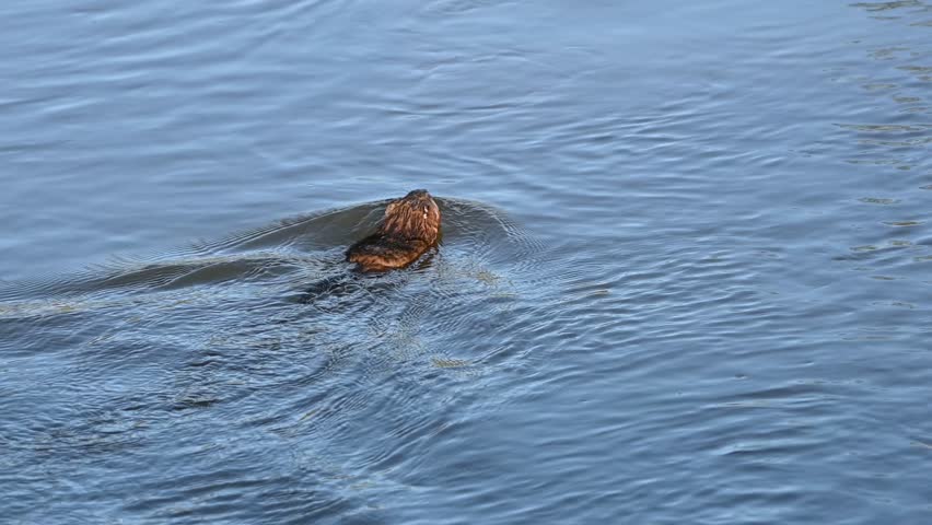 Muskrat swimming in pond and dives below surface, slow motion from behind