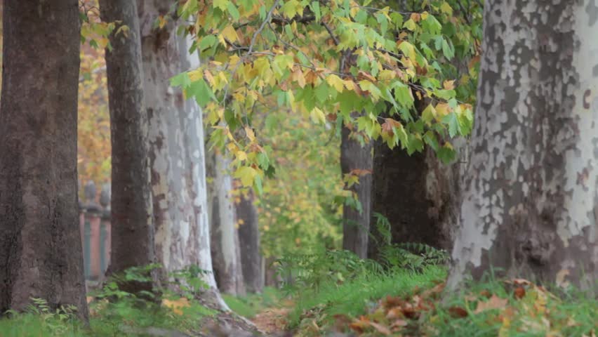 Leaves falling in the forest