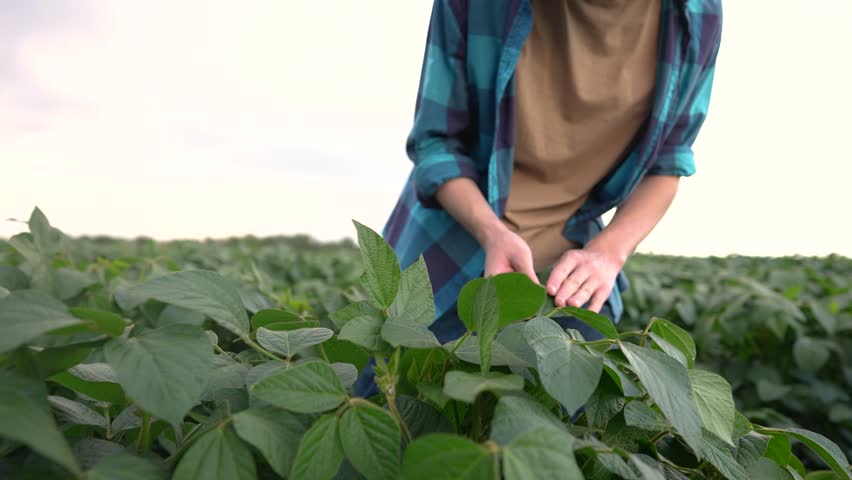 farmer in a field with soybeans. agriculture business farm concept. young farmer walks through the field looking at soybean sprouts. lifestyle farmer working in field with soybean sprouts Royalty-Free Stock Footage #3455968803