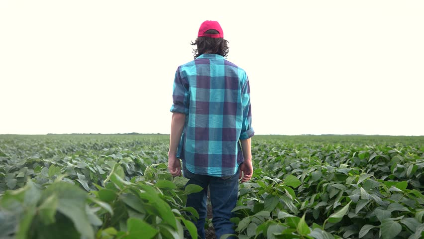 farmer in a field with soybeans. agriculture business farm concept. young farmer walks through the field looking at soybean sprouts. lifestyle farmer working in field with soybean sprouts Royalty-Free Stock Footage #3455969935