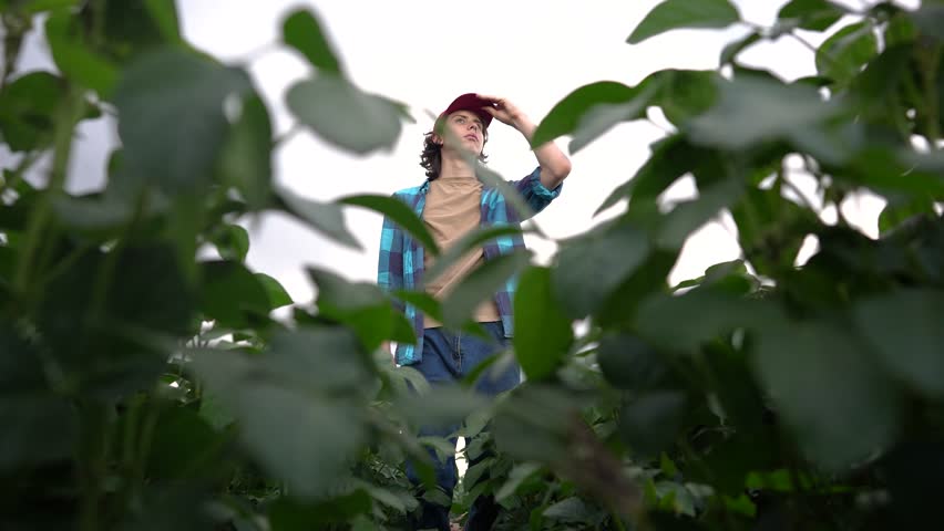 farmer in a field with soybeans. agriculture business farm concept. young farmer walks through the field looking at soybean sprouts. lifestyle farmer working in field with soybean sprouts Royalty-Free Stock Footage #3455972825