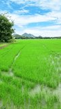 Mesmerizing video of verdant rice fields and stunning natural landscapes. Captivating views of lush plant life, vibrant colors, and serene atmosphere