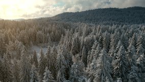 Flying backwards above snow covered fir trees woodland with mountains on horizon. Sunlit coniferous forest in winter drone aerial view - Powered by Shutterstock - Get 15% off with code: PIKWIZARD15