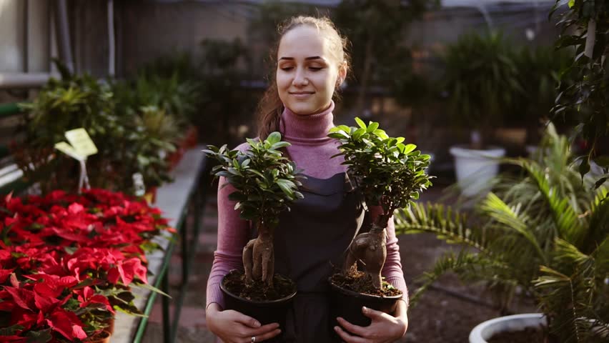 Young female florist with ponytail in apron walking among rows of flowers in flower shop or greenhouse while holding two pots with plants. She is arranging these pots on the shelf with other plants