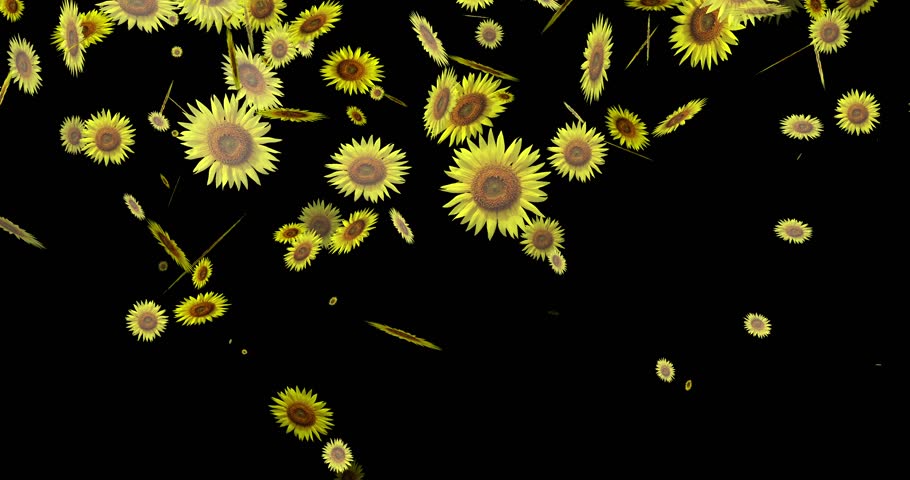 Sunflower are flying on black background