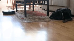An autonomous robot vacuum cleaner cleans a hardwood floor as it passes by a black dog lying and sleeping on the floor.