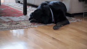 A self-driving autonomous robot vacuum cleaner cleans a hardwood floor as it passes by a black dog sleeping on the floor.