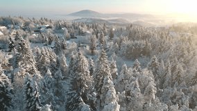 Sunlit snowy coniferous forest with mountains skyline at sunrise aerial view. Flying above fir trees woodland in winter with hills in background - Powered by Shutterstock - Get 15% off with code: PIKWIZARD15