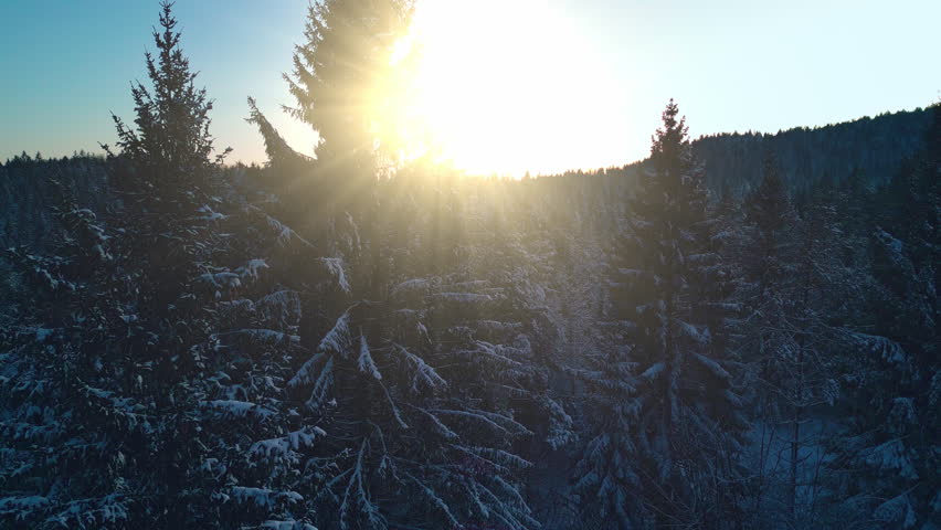Snow covered fir trees in mountains in golden sunrise sunlight. Coniferous forest winter tranquil scenery landscape in morning aerial drone view
