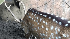 Animal video of a deer eating carrots