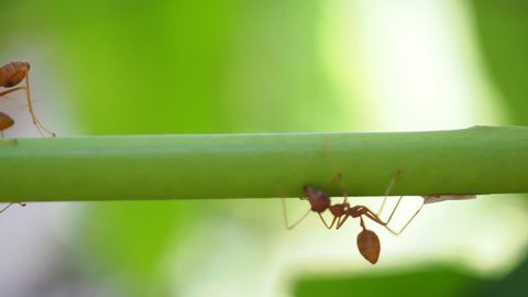 Red ants carrying white food on green branch . good team work 