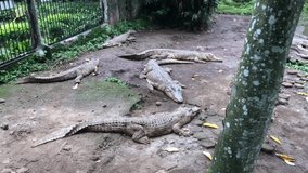 Animal video of a crocodile sunbathing during the day
