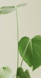 Vertical video of close up of green leaves on white background with copy space in slow motion. Texture, nature and pattern.