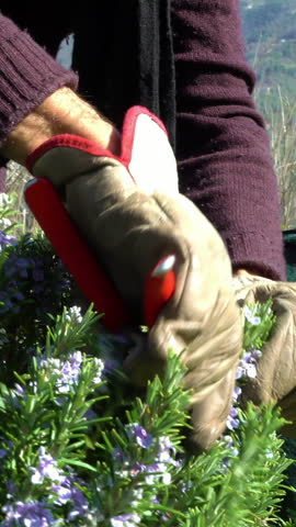 Collecting rosemary in the Alps. The Italian man cuts leaves and flowers of rosemary in the mountains in the north of Italy, with garden scissors.