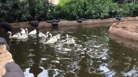 Animal video of a group of swans swimming in a pond in the afternoon.