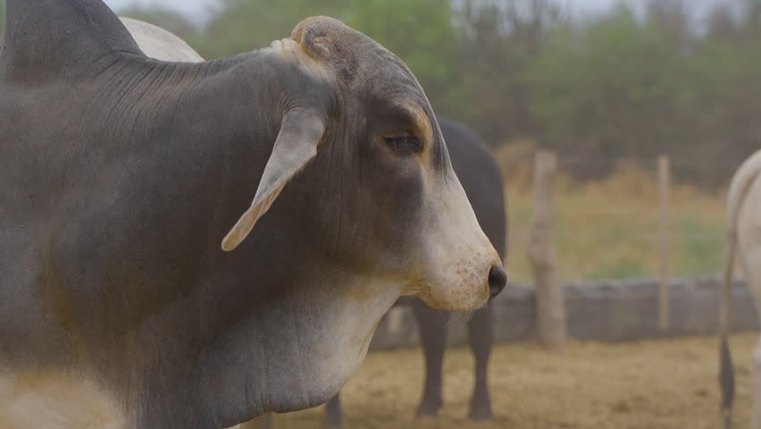 A close up shot of a Brahman cow. Paraguay. Chaco