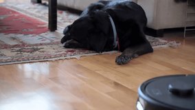 An autonomous robot vacuum cleaner is seen entering a floor carpet to clean it as it passes by a black dog lying on the floor.