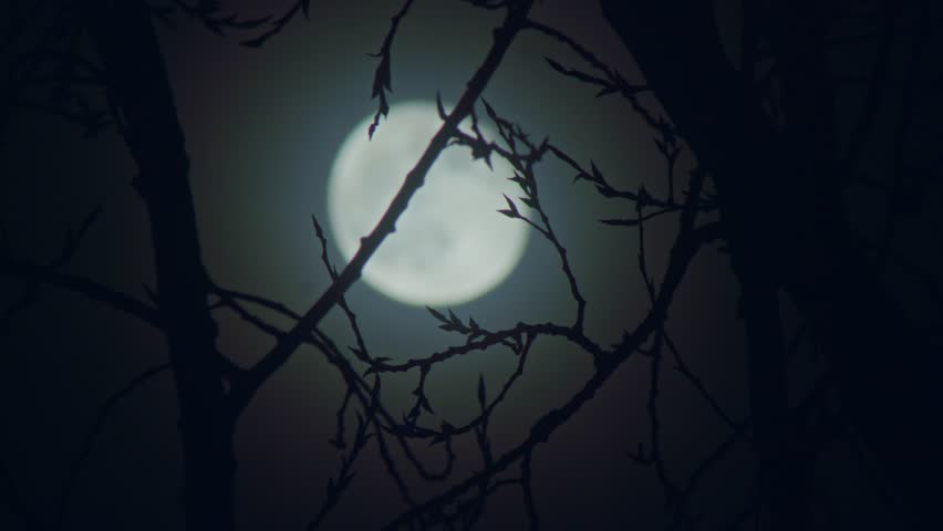 Moon night branch scary full blue tree horror sky evening