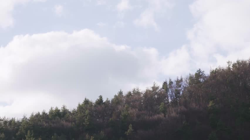 Forest edge with cloudy sky bakground and clouds moving behind the trees. Tree panorama landscape with flying clouds. Top of the forest or trees with white sky and white heavy clouds flowing.