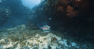 Cozumel.Sea and fish. Mexico. Underwater video.