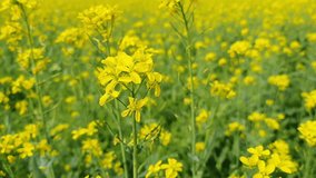 4k resolution broll video clips of mustard field with lovely yellow flower and sky view 
