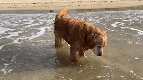 Video of Yellow pure bred pet Golden Retriever dog standing in water and sand along shoreline at beach during hot weather in summer Australia.