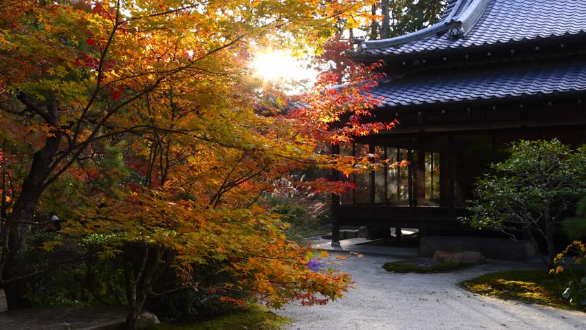 autumn Japanese garden in Kyoto with red maple trees and traditional pagoda tea house, autumn in Japan, Japanese culture