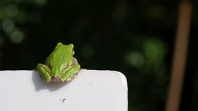 4K video of tree frog on white panel.