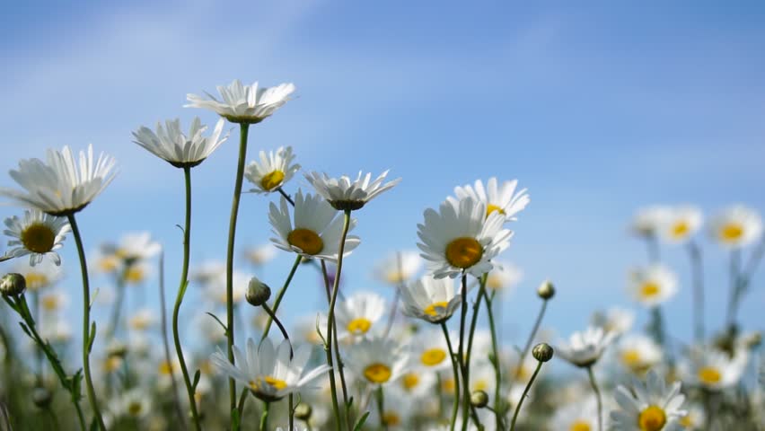 Chamomile. White daisy flowers in a field of green grass sway in the wind at sunset. Chamomile flowers field with green grass against blue sky. Close up slow motion. Nature, flowers, spring, biology