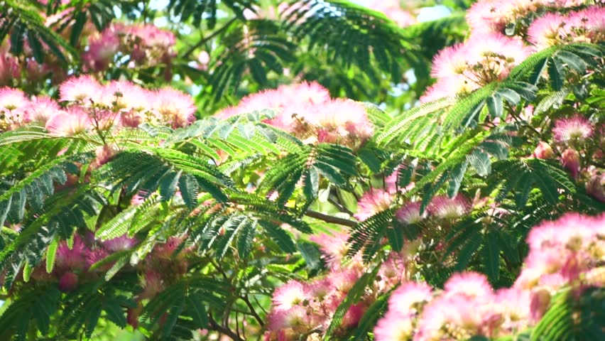 Persian silk tree Albizia julibrissin flowers resembling starbursts of pink silky threads. Pink siris, silk tree acacia Albizia julibrissin during flowering period. Close-up Slow motion