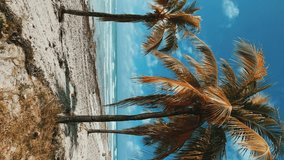 Beautiful Cuban beach in Varadero, Cuba. Ocean waves through the branches of a palm tree. A sprawling palm tree on the ocean shore. Turquoise waves on a sandy beach with snow-white sand. 4K Video