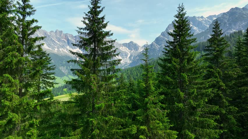 Flight between green fir trees in the Alps in sunny day. Aerial view of Hochkonig mountains of Austria - Teufelslocher natural park . Alpine summer nature