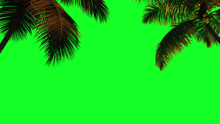 Palm trees and fauna on a transparent background.
Travel, trip, tourism, vacation, relax.