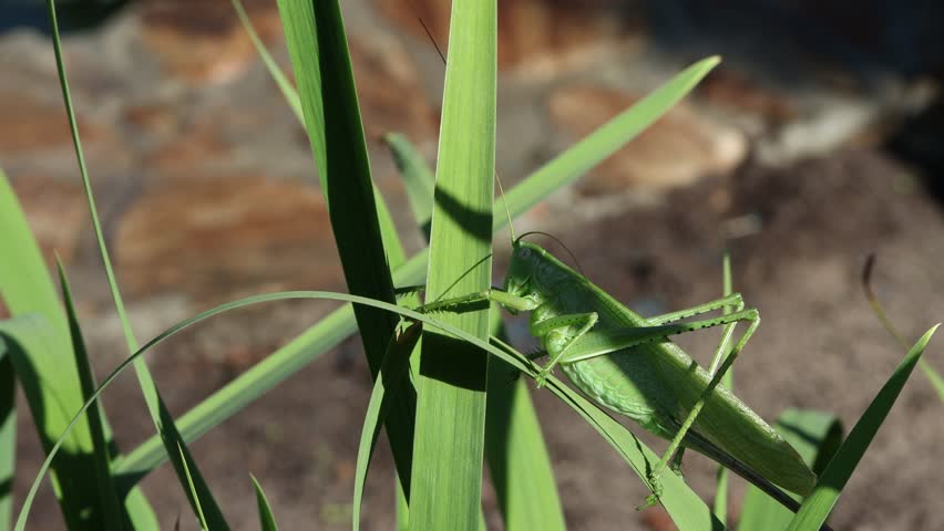 A large green grasshopper in the shade of an iris leaf on a flower bed in the garden on a summer morning