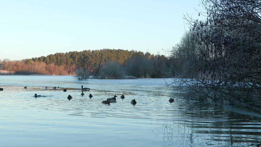 flock of bird duck mallard take off water reflection ambient sound natural world ostensjovannet bird sanctuary norway