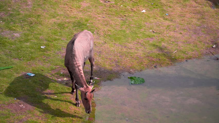 Neelgai antelope native to Rajasthan India drinking water from a pond in the city of jodhpur showing the local fauna of India