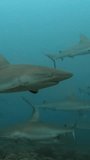 Grey reef and blacktip sharks swim together in the Pacific Ocean.
